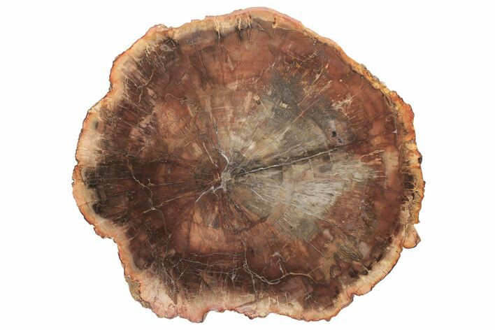 Top Quality Petrified Wood (Araucaria) Round - Madagascar #210850